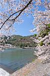 Cherry blossoms, Togetsu bridge on Katsura river, Arashiyama, Kyoto, Japan