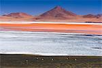 Flamingos at Red Lagoon (Laguna Colorada), a salt lake in the Altiplano of Bolivia in Eduardo Avaroa Andean Fauna National Reserve, Bolivia, South America