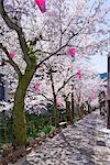 Cherry blossoms (Sakura) on Otani river, Kinosaki Onsens (Hot springs) in spring. Kinosaki Hyogo Prefecture, Kansai, Japan