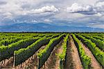 Vineyards in the Uco Valley (Valle de Uco), a wine region in Mendoza Province, Argentina, South America