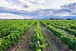 Vineyards at Bodega La Azul, a winery in Uco Valley (Valle de Uco), a wine region in Mendoza Province, Argentina, South America