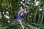 Hyacinth macaw (Anodorhynchus hyacinthinus) eating nuts, Pantanal, Mato Grosso, Brazil, South America