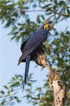 Hyacinth macaw (Anodorhynchus hyacinthinus) in a tree, Pantanal, Mato Grosso, Brazil, South America