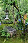 Tenryu-ji temple garden, large stone lantern amongst leafy trees with vivid blue hydrangeas in summer, Arashiyama, Kyoto, Japan, Asia