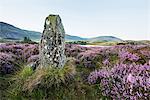 Standing stone and heather, Creggenan Lake, North Wales, Wales, United Kingdom, Europe