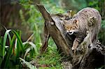 Scottish wildcat (Felix silvestris), Devon, England, United Kingdom, Europe