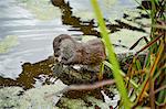 Otter, (Lutra lutra), Devon, United Kingdom, Europe