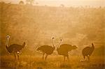 Ostriches (Struthio camelus) at sunset, Kenya, East Africa, Africa