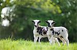 Spring lambs, Dorset, England, United Kingdom, Europe