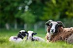 Spring lambs, Dorset, England, United Kingdom, Europe