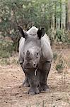 Ithuba, white rhino calf (Ceratotherium simum) orphaned by poaching, Thula Thula Rhino Orphanage, KwaZulu-Natal, South Africa, Africa