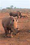 White rhinos (Ceratotherium simum), Zimanga private game reserve, KwaZulu-Natal, South Africa, Africa