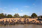 Common (blue) wildebeest (gnu) (Connochaetes taurinus) at water, Mkhuze game reserve, KwaZulu-Natal, South Africa,Africa