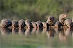 Banded mongoose (Mungos mungo) drinking, Zimanga private game reserve, KwaZulu-Natal, South Africa, Africa