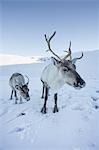 Reindeer (Rangifer tarandus) female with young, Cairngorms National Park, Scotland, United Kingdom, Europe