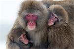 Snow monkey (Macaca fuscata) group with baby cuddling together in the cold, Japanese macaque, captive, Highland Wildlife Park, Kingussie, Scotland, United Kingdom, Europe