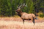 Elk (Cervus canadensis), Yellowstone National Park, UNESCO World Heritage Site, Wyoming, United States of America, North America