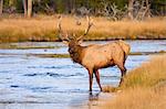 Elk (Cervus canadensis) crossing the Madison River, Yellowstone National Park, UNESCO World Heritage Site, Wyoming, United States of America, North America