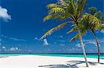 Palm trees and tropical beach, Maldives, Indian Ocean, Asia