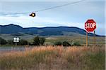 A street light hanging on wire in a small town in Montana, USA