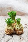 Three whole celeriac with fresh green leaves