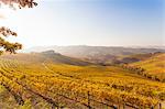 Landscape view with autumn vineyards at sunrise, Langhe, Piedmont, Italy