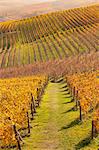 Rows of autumn vineyards, Langhe, Piedmont, Italy