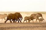 African elephants (Loxodonta africana), Amboseli National Park, Kenya, Africa