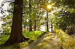 Sunny tranquil footpath through green forest, Lake District, England