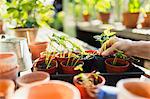 Woman potting plants in greenhouse