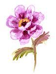 Hand Painted Watercolor Flower Peony