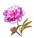 Hand Painted Watercolor Flower Peony. Wet painting illustration