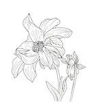 Line ink drawing of dahlia flower. Black contour on white background