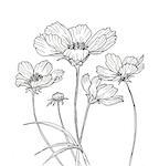 Line ink drawing of cosmos flower. Black contour on white background