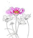 Line ink drawing of cosmos flowerwith watercolor. Black contour on white background