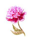 Hand Painted Watercolor Flower Peony. Wet painting illustration