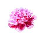Hand Painted Watercolor Flower Peony. Wet painting illustration.  isolated on white