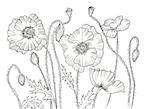 Line ink drawing of flower Poppy. Black contour on white background