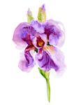 Purple Iris Flowers.  Watercolor hand painted illustration