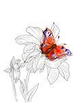 Line ink drawing of dahlia flower with butterfly. Black contour on white background with watercolor splash