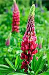 Pink lupine in the Main botanical garden of N.V.Tsitsin of the Russian Academy of Sciences