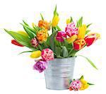 spring tulips in metal pot isolated on white background