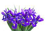 bouquet of  irises isolated on white background