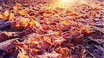 fallen leaves with frosty edges in the morning sun