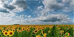 Big field sunflowers, sky and clouds; agricultural landscape