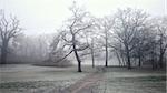 pathway through a mysterious foggy park in the morning