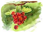 Hand drawn watercolor painting red currant berry