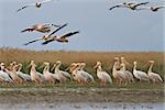 white pelican (pelecanus onocrotalus) in Danube Delta, Romania