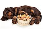 Cute Cocker Spaniel puppy dog sleeping by Happy Dog bowl of boned shaped biscuits