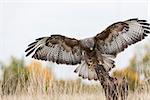 A wild buzzard flying, wings spread and landing on an old tree branch in the countryside. The Buzzard is a bird of prey in the Hawk and Eagle family.